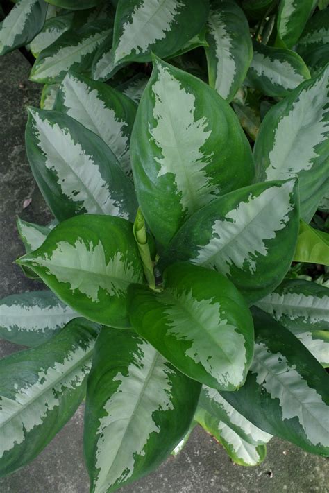 萬年青屬|粗肋草(Aglaonema spp.)